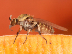 Simuliidae