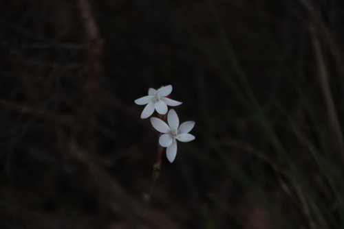 Hesperantha cucullata, photograph 1