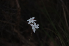 (c) Tony Rebelo, some rights reserved (CC BY-SA) Hesperantha cucullata, photograph (c) Tony Rebelo, some rights reserved (CC BY-SA)