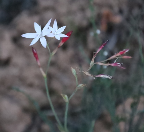 Bokkeveld Eveninglily (Hesperantha cucullata)
