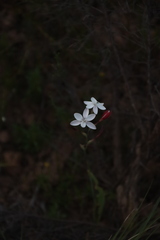 (c) Tony Rebelo, some rights reserved (CC BY-SA) Hesperantha cucullata, photograph (c) Tony Rebelo, some rights reserved (CC BY-SA)