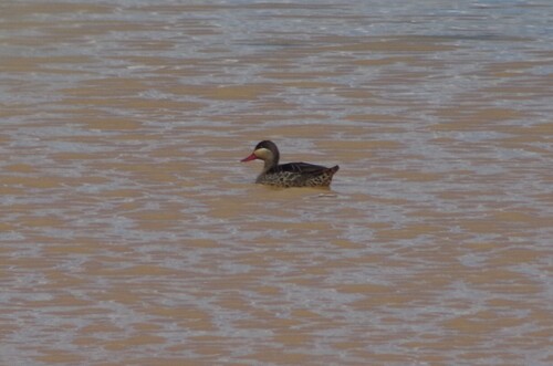 iNaturalist: (c) Greg Meredith, some rights reserved (CC BY-NC), uploaded by Greg Meredith iNaturalist image