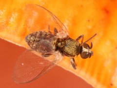 Simuliidae
