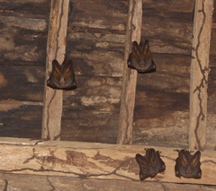 Megaderma spasma