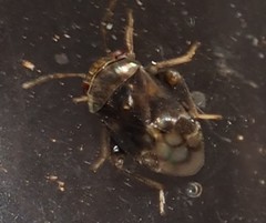 Coridromius chenopoderis