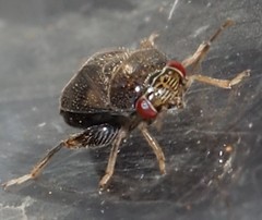 Coridromius chenopoderis