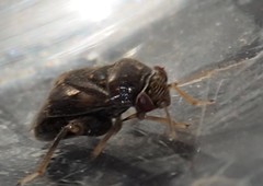 Coridromius chenopoderis