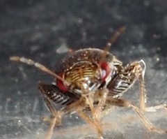 Coridromius chenopoderis