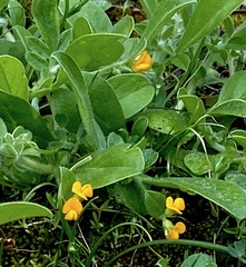 Anthyllis circinnata