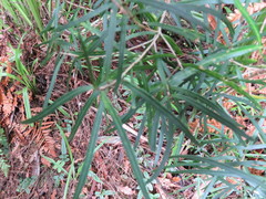 Nestegis cunninghamii