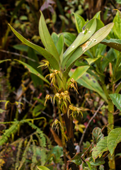 Maxillaria montezumae