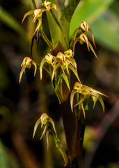 Maxillaria montezumae