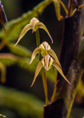 Maxillaria montezumae