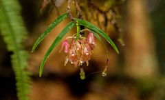 Epidendrum yarumalense