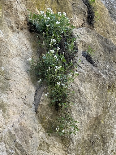 Sarcocapnos enneaphylla (Sarcocapnos enneaphylla)