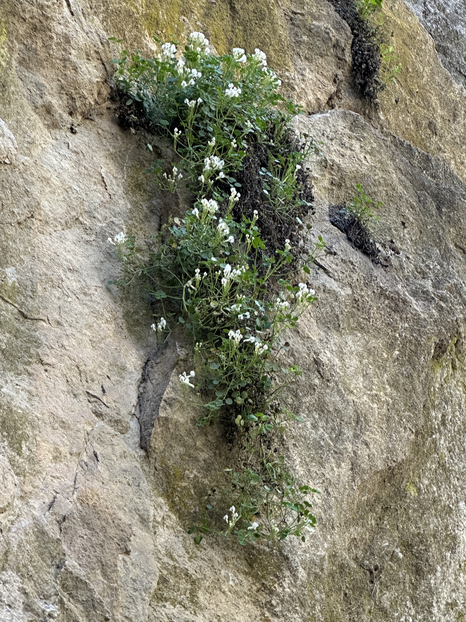 Sarcocapnos Enneaphylla (Sarcocapnos enneaphylla)