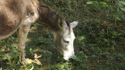Donkey