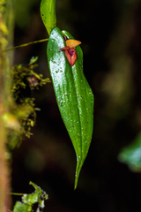 Pleurothallis dewildei