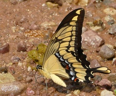 Heraclides thoas brasiliensis