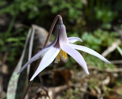 Erythronium albidum