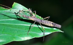 Lobolibethra
