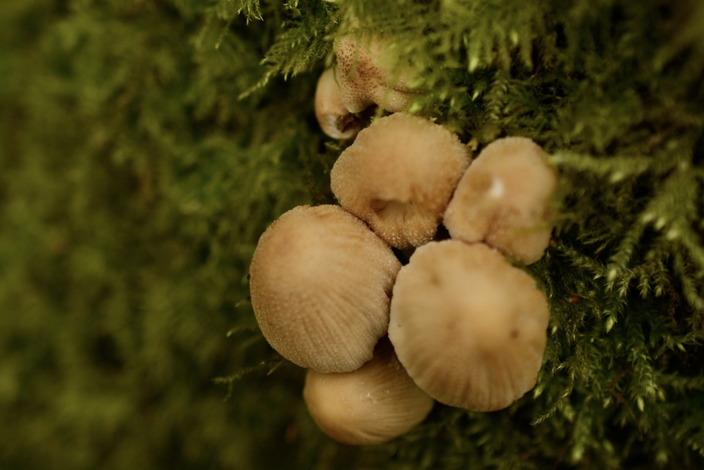 Micacei · March 2026 · photo: © cryptomarasmius (iNaturalist, cc-by)