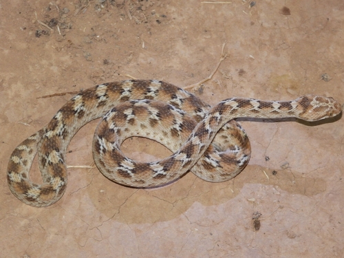 Roman's Saw-scaled Viper
