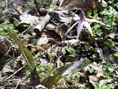 Erythronium albidum