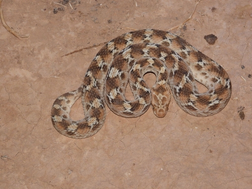 Roman's Saw-scaled Viper