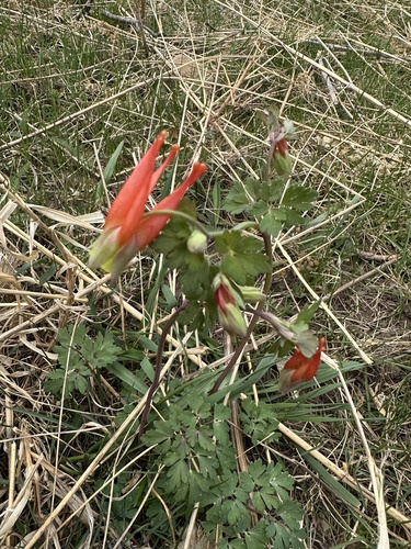 Western red columbine