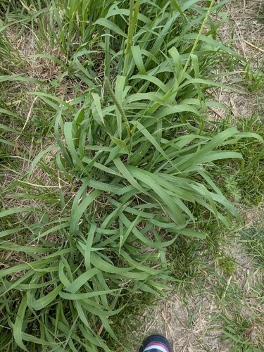 Eastern Gamagrass (Tripsacum dactyloides)