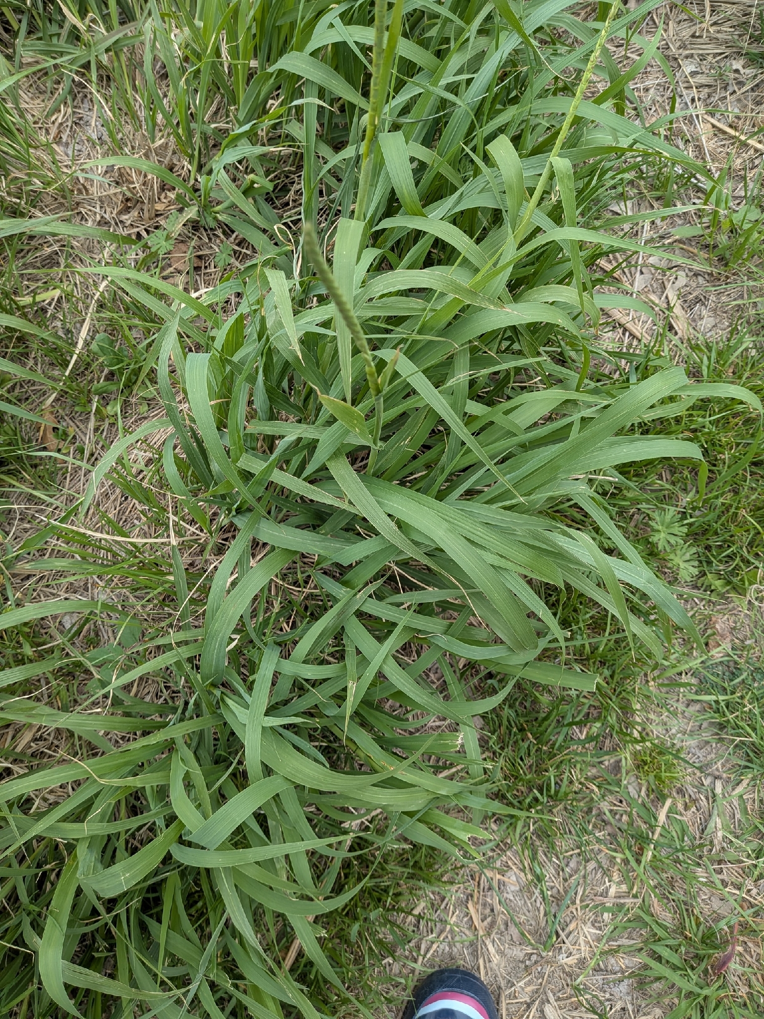 Eastern Gamagrass (Tripsacum dactyloides)