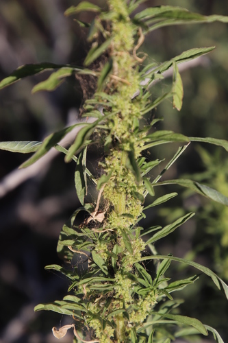 Image of Amaranthus thunbergii by (c) Tony Rebelo, some rights reserved (CC BY-SA)
