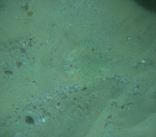 Raja undulata