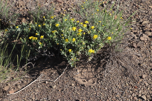 Image of Osteospermum sinuatum by (c) Tony Rebelo, some rights reserved (CC BY-SA)