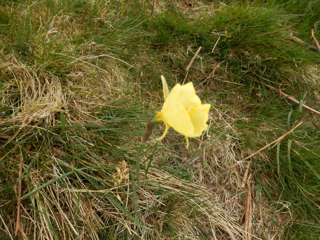 Narcissus gigas; photograph (c) jeanjacquesgodon, some rights reserved (CC BY)