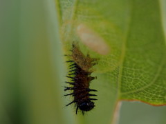 Glyptapanteles acraeae