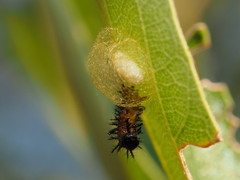 Glyptapanteles acraeae