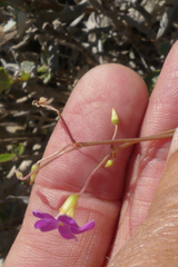 Oxalis stellata