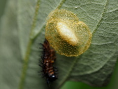 Glyptapanteles acraeae