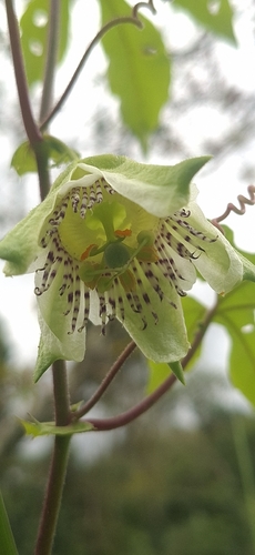 Passiflora edulis (Passiflora adenopoda)
