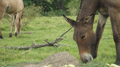 Mule