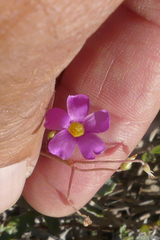 Oxalis stellata