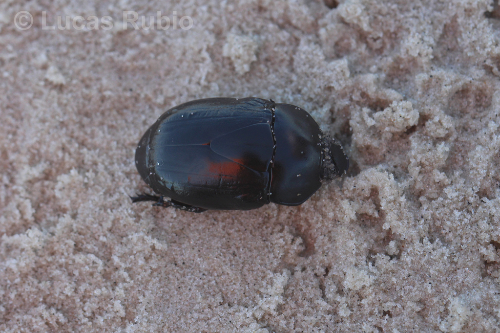 Macraspis morio
