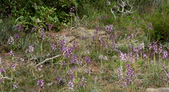 Bellevalia trifoliata