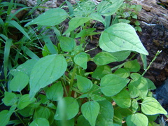 Parietaria debilis