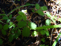 Acaena juvenca