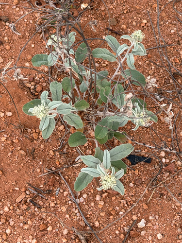 Leatherweed (Croton pottsii)