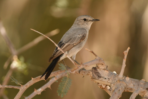 Blackstart (Oenanthe melanura)