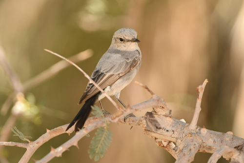 Blackstart (Oenanthe melanura), photo 2